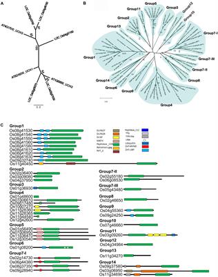 Characterization of the Ubiquitin C-Terminal Hydrolase and Ubiquitin-Specific Protease Families in Rice (Oryza sativa)